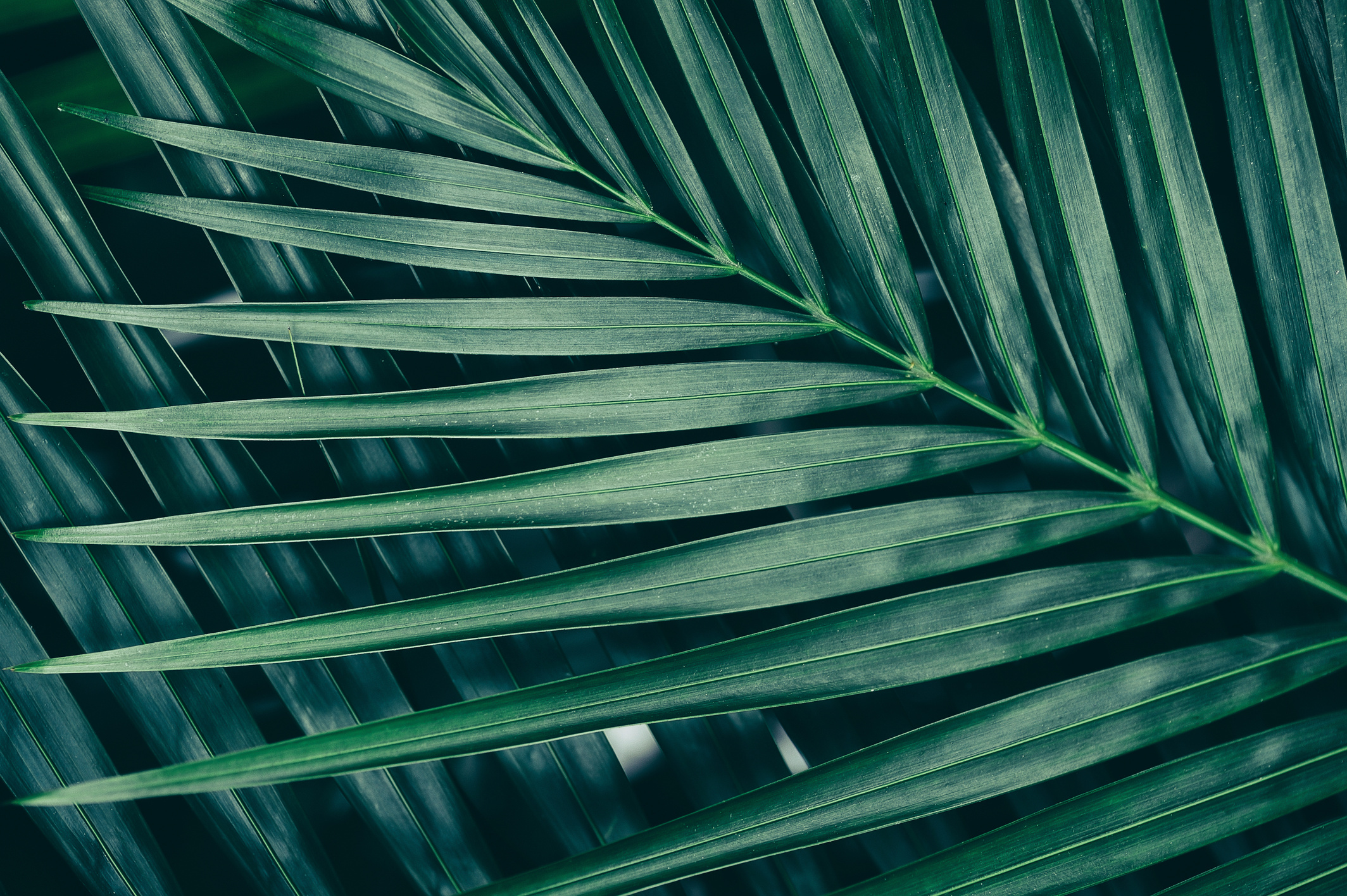 tropical jungle palm leaf